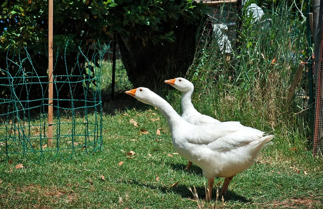 Agriturismo La Buca Di Bellugi-1